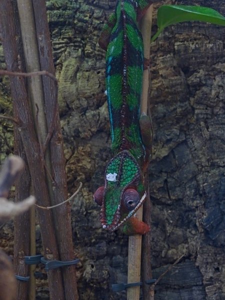Panther chameleon (Furcifer pardalis)