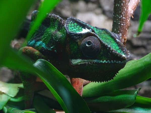 Panther chameleon (Furcifer pardalis)