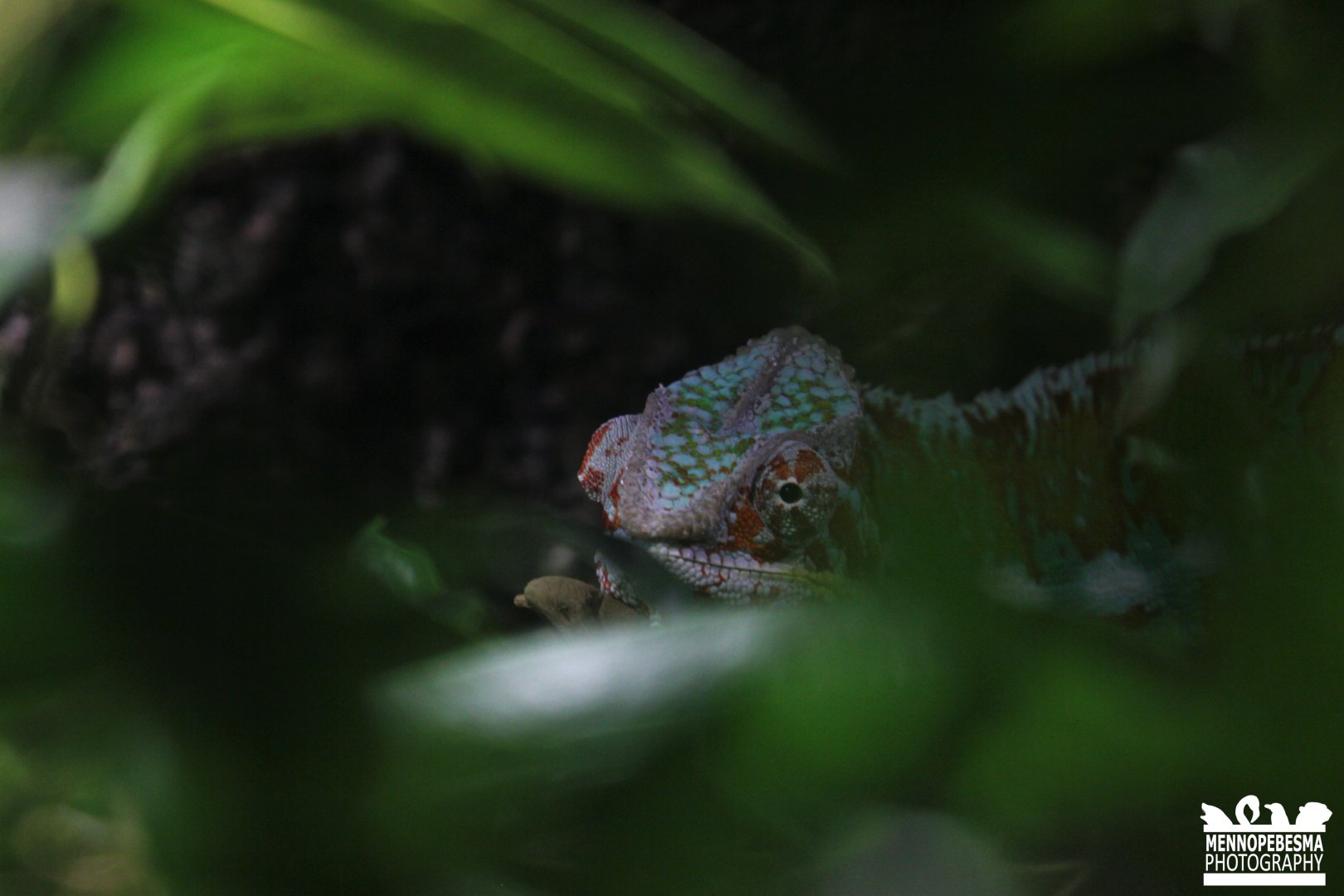 Panther chameleon (Furcifer pardalis)