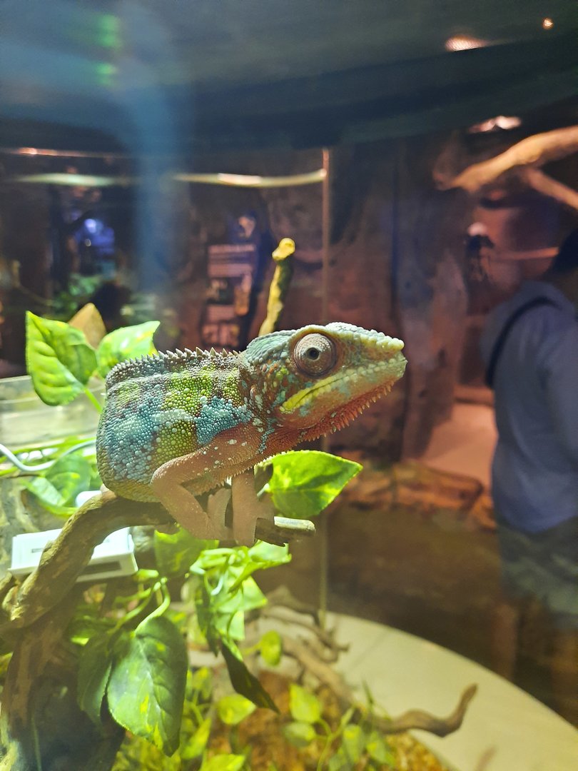 panther chameleon (furcifer pardalis)