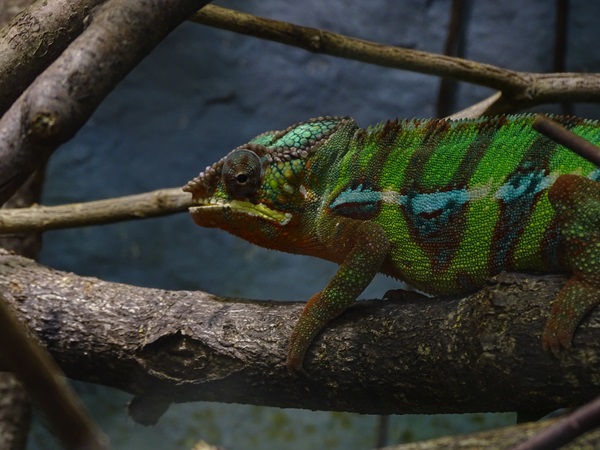 Panther chameleon (Furcifer pardalis)