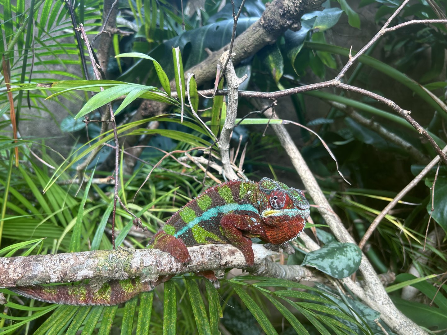 Panther Chameleon (Furcifer pardalis)