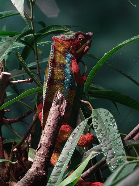 Panther chameleon (Furcifer pardalis)
