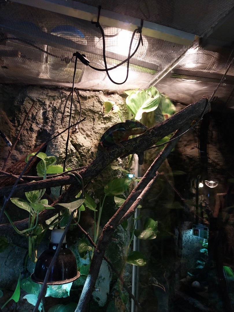 Panther Chameleon (Furcifer pardalis)