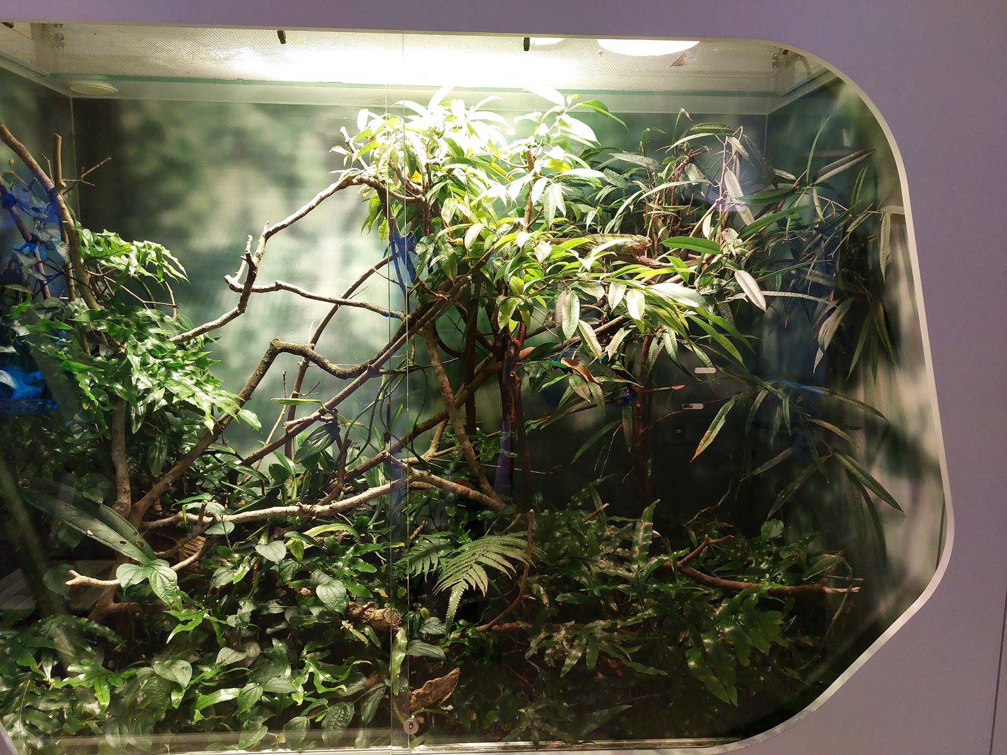 Panther chameleon & giant day gecko