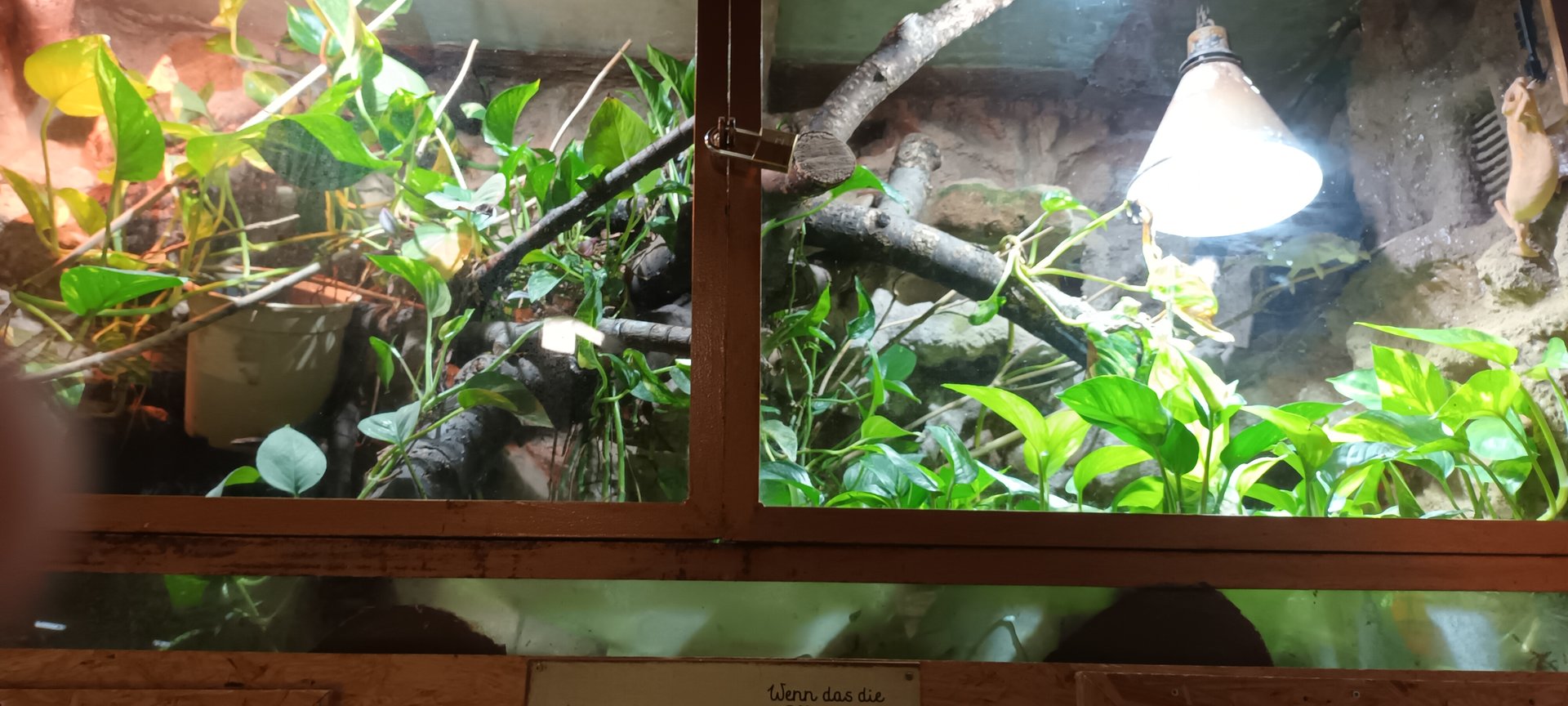 Panther Chameleon Habitat