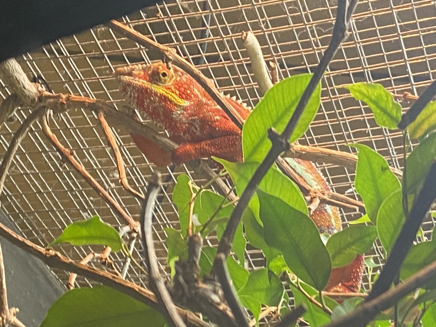 Panther chameleon image 1