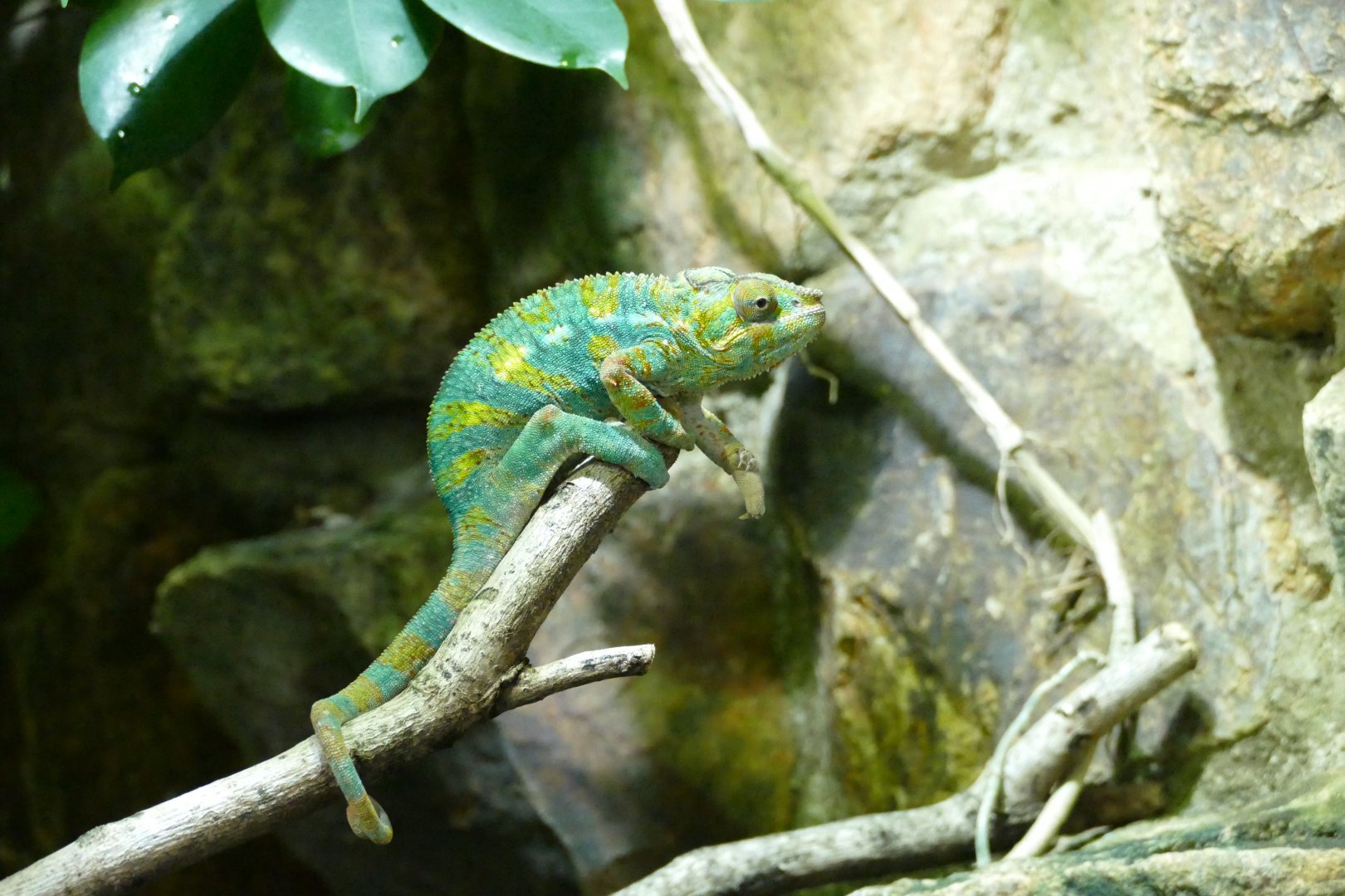 Panther chameleon, June 2018