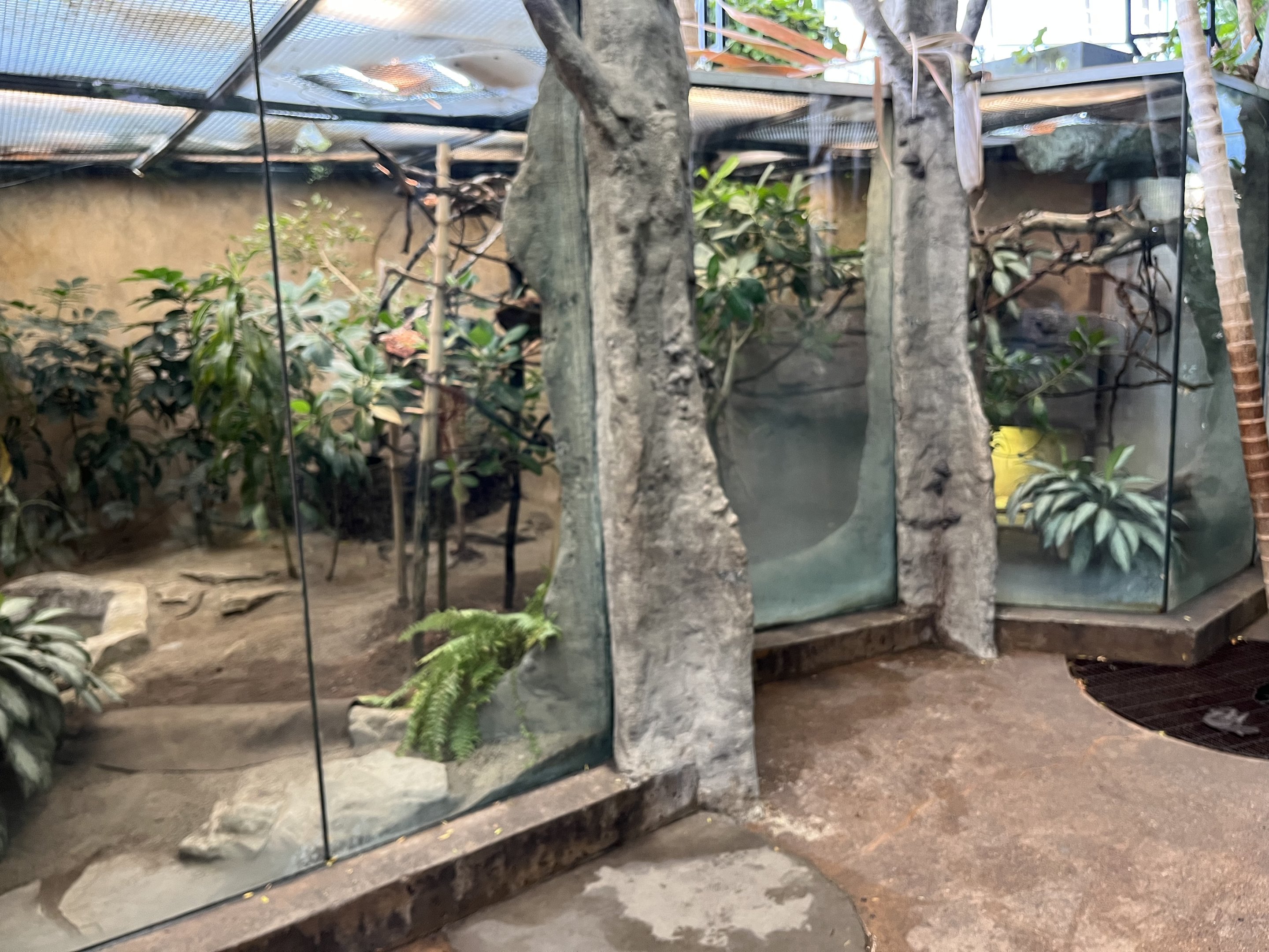 Panther Chameleon/Leopard Tortoise Exhibit