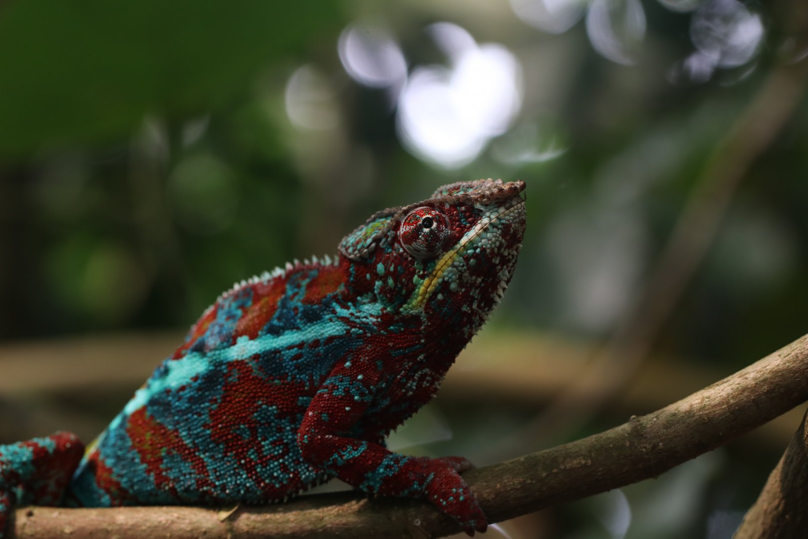 Panther chameleon male