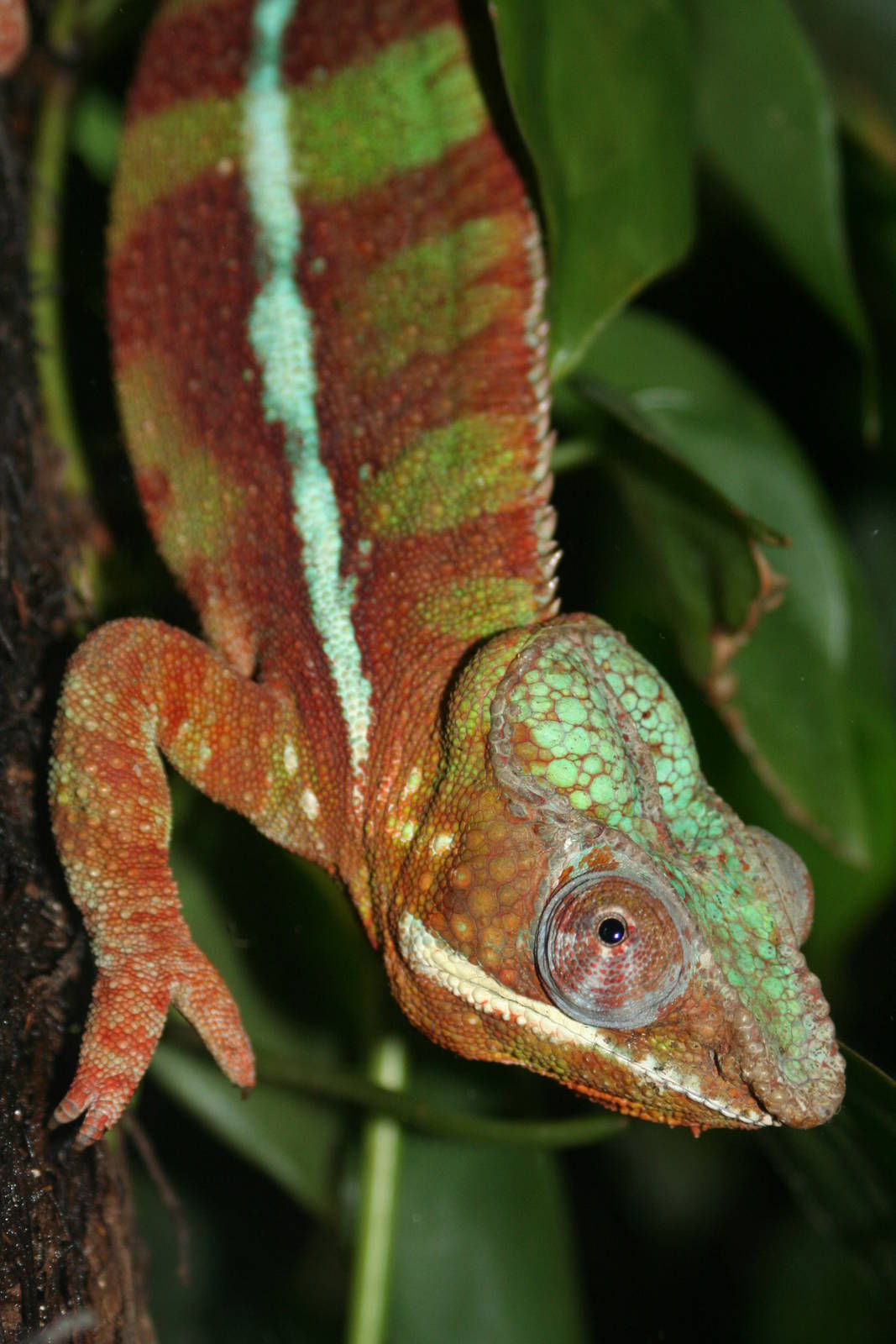 Panther Chameleon, Manchester Museum; 21.09.2010