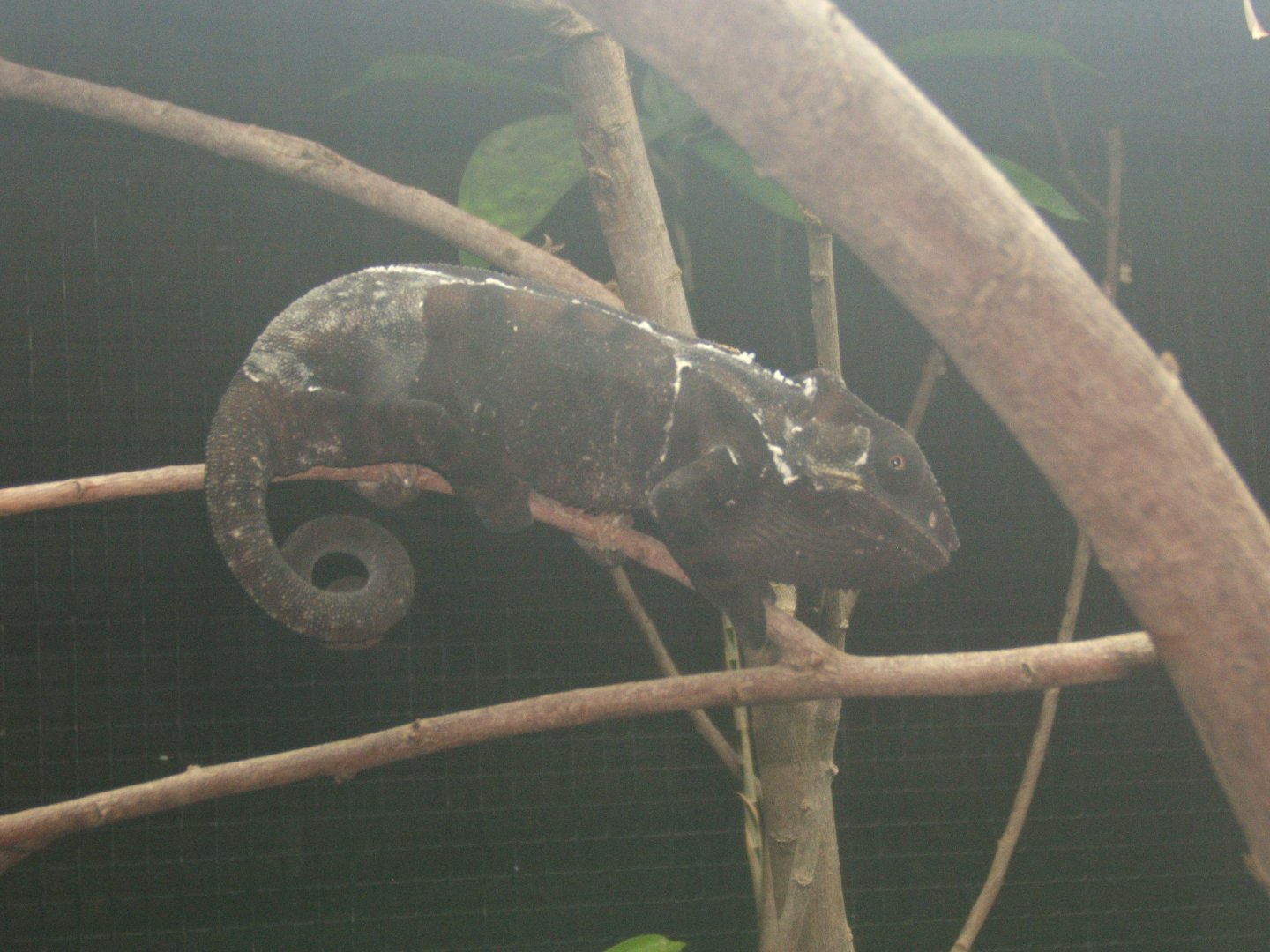 Panther Chameleon March 2017