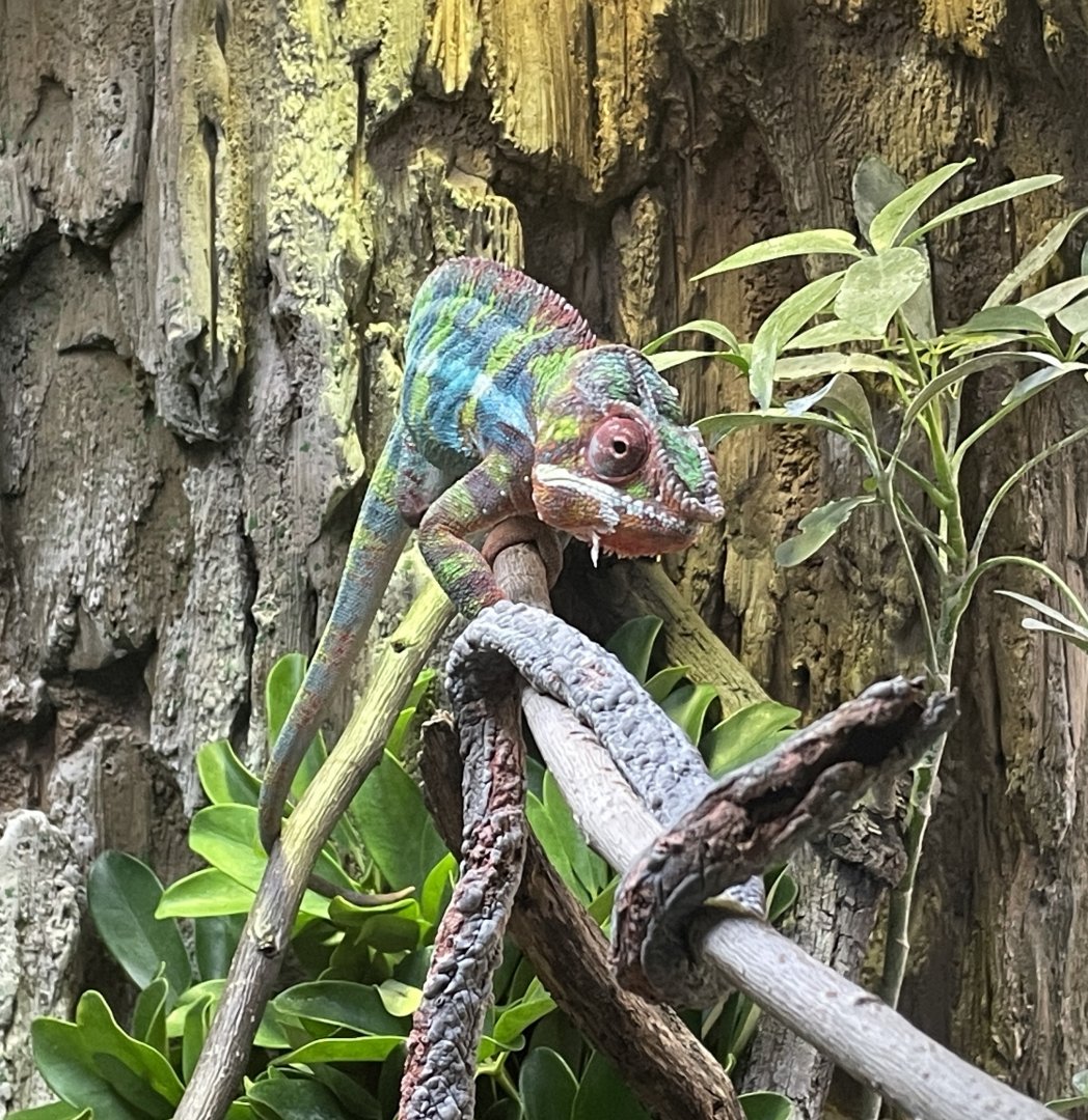 Panther Chameleon - Minnesota Zoo, 3/13/25