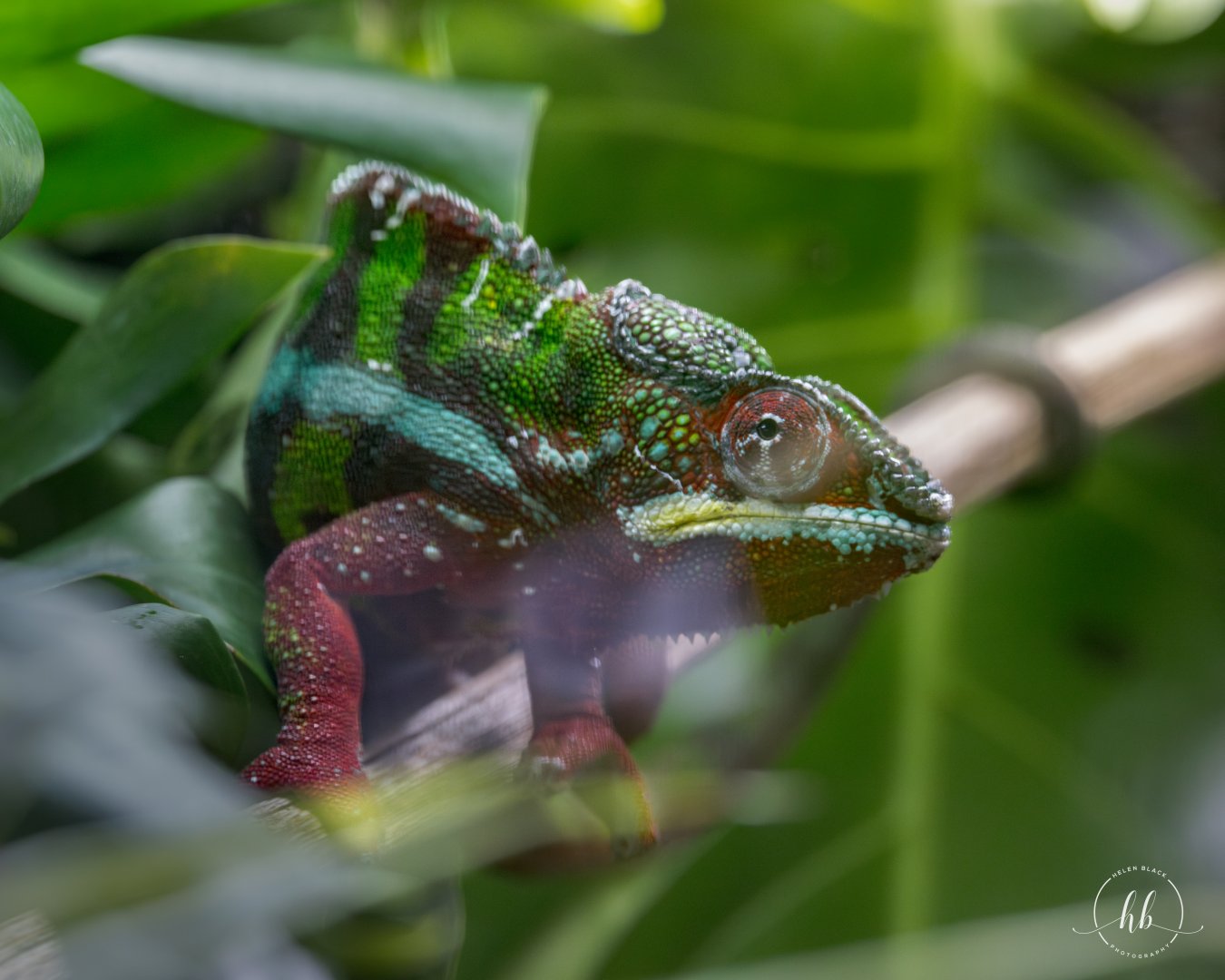 Panther Chameleon / Paignton / 15-3-24