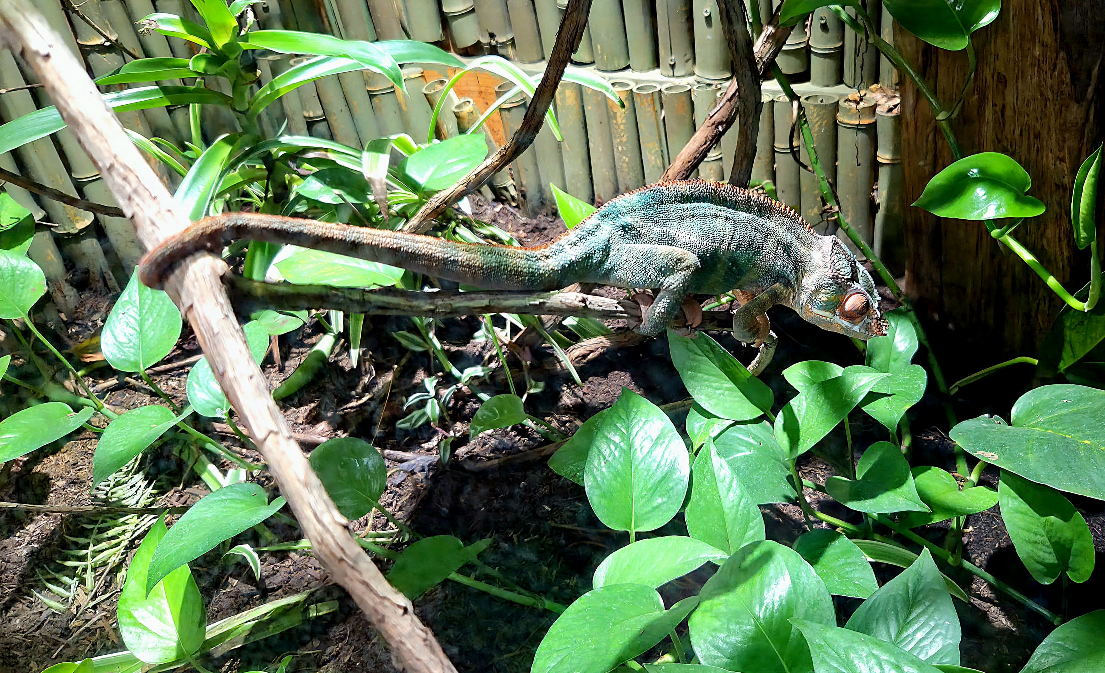 Panther Chameleon - Rainforest Adventures