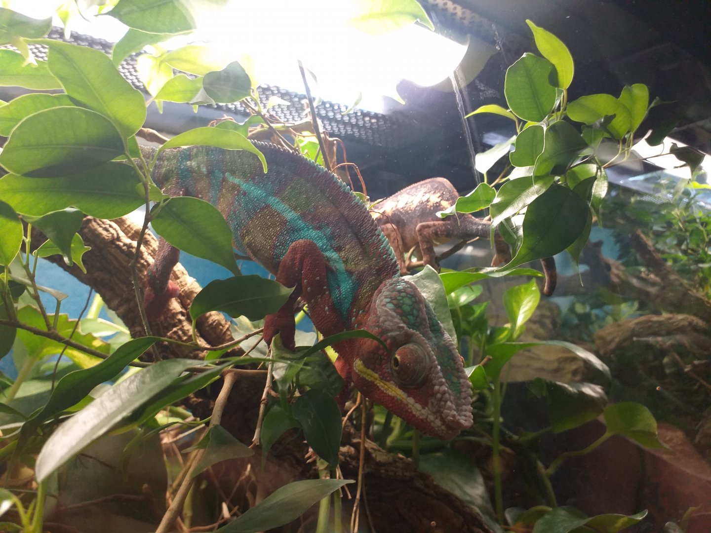 Panther chameleon -TerraNatura Benidorm (2021)