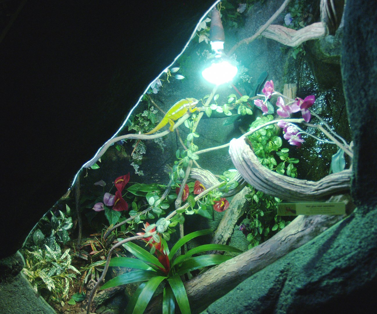 Panther chameleon terrarium, 2014-02-16