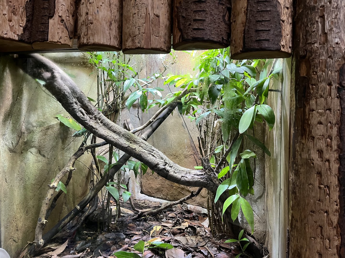 Panther chameleon terrarium 29.6.24