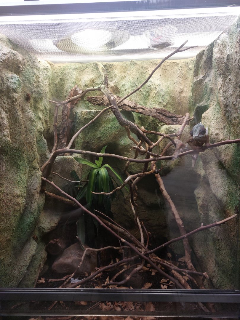 Panther chameleon terrarium