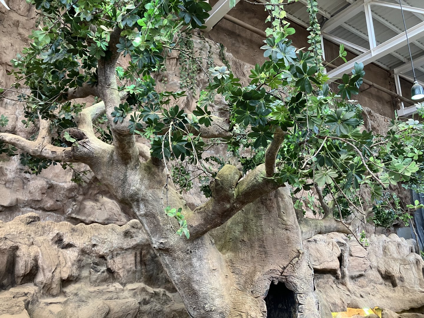 Panther chameleon tree