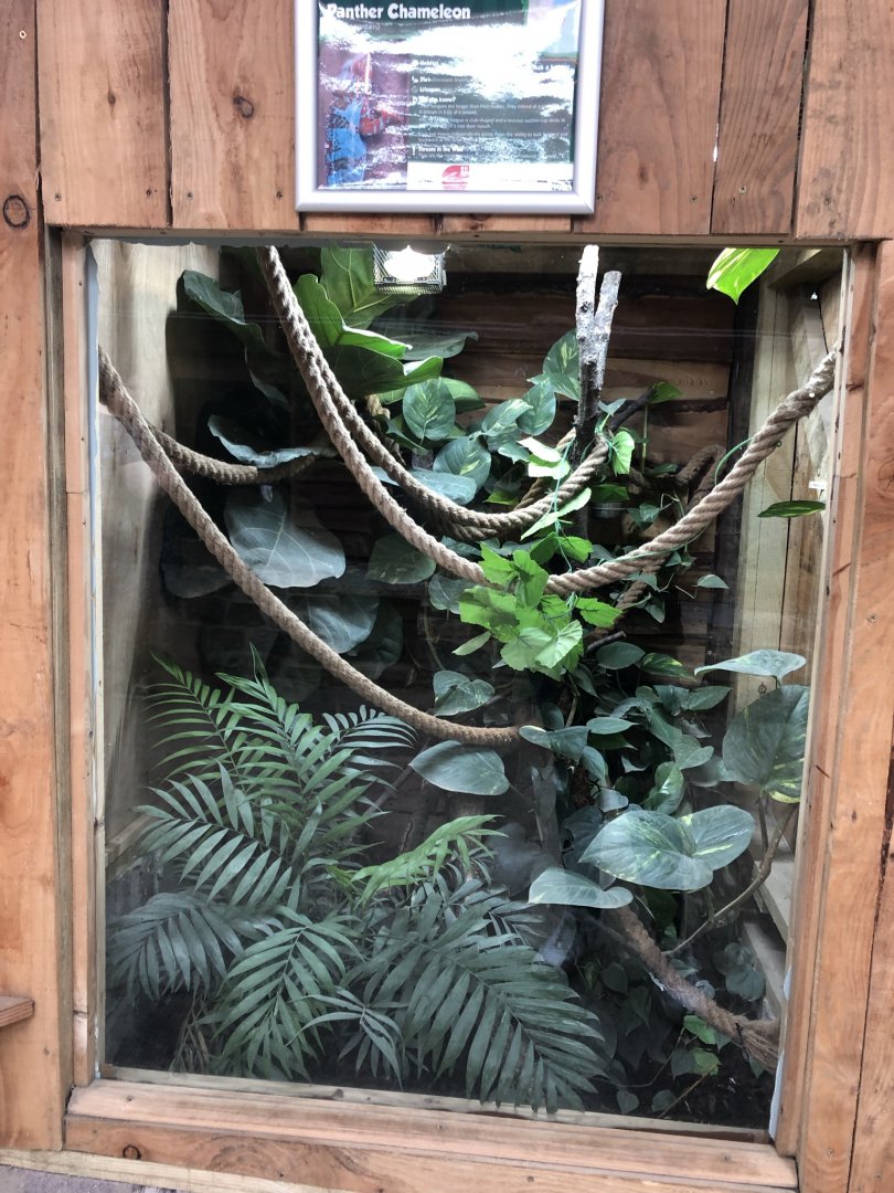 Panther Chameleon Vivarium at Northumberland Country Zoo (September 2021)