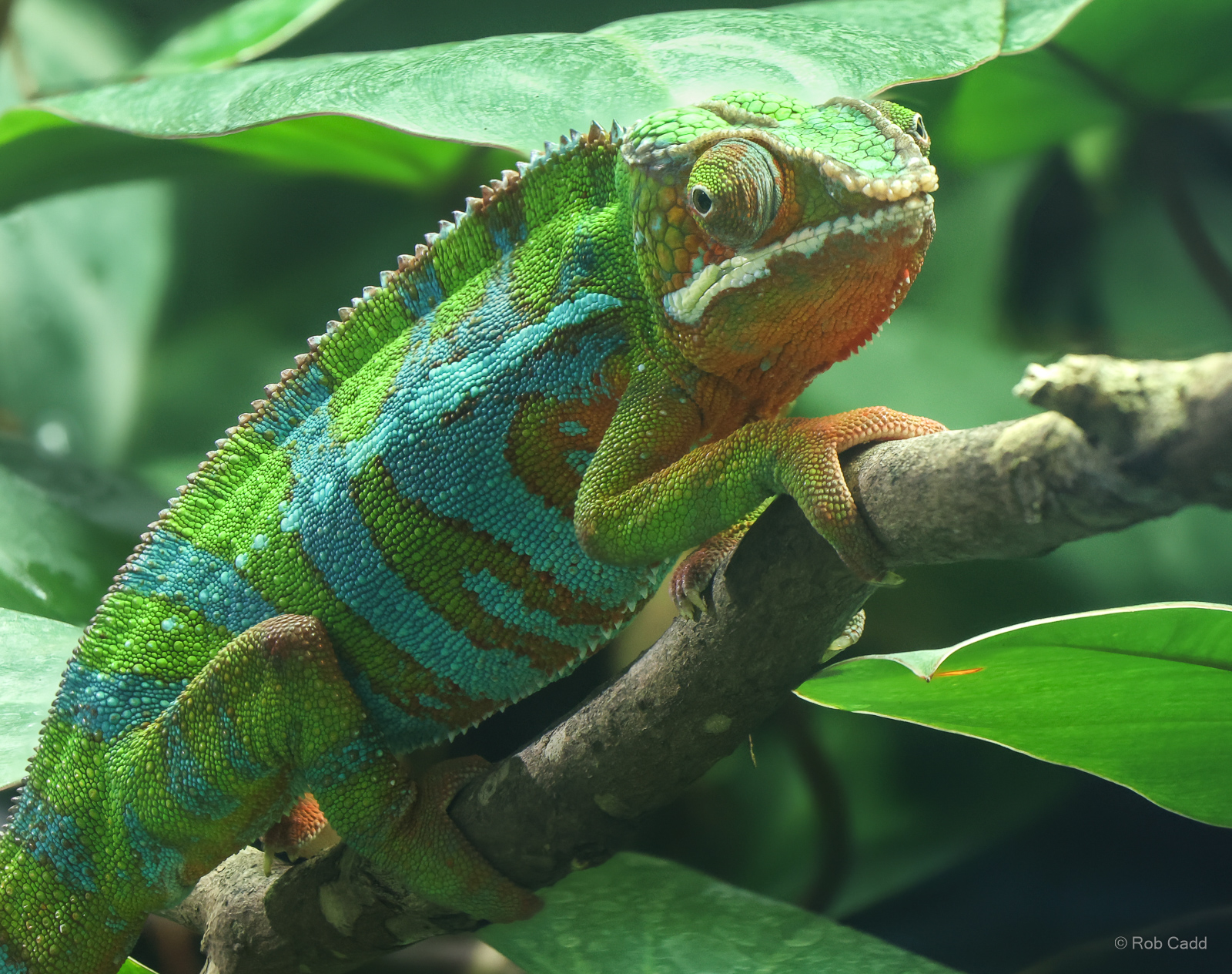 Panther chameleon : Whipsnade Zoo : 14 Jul 2024