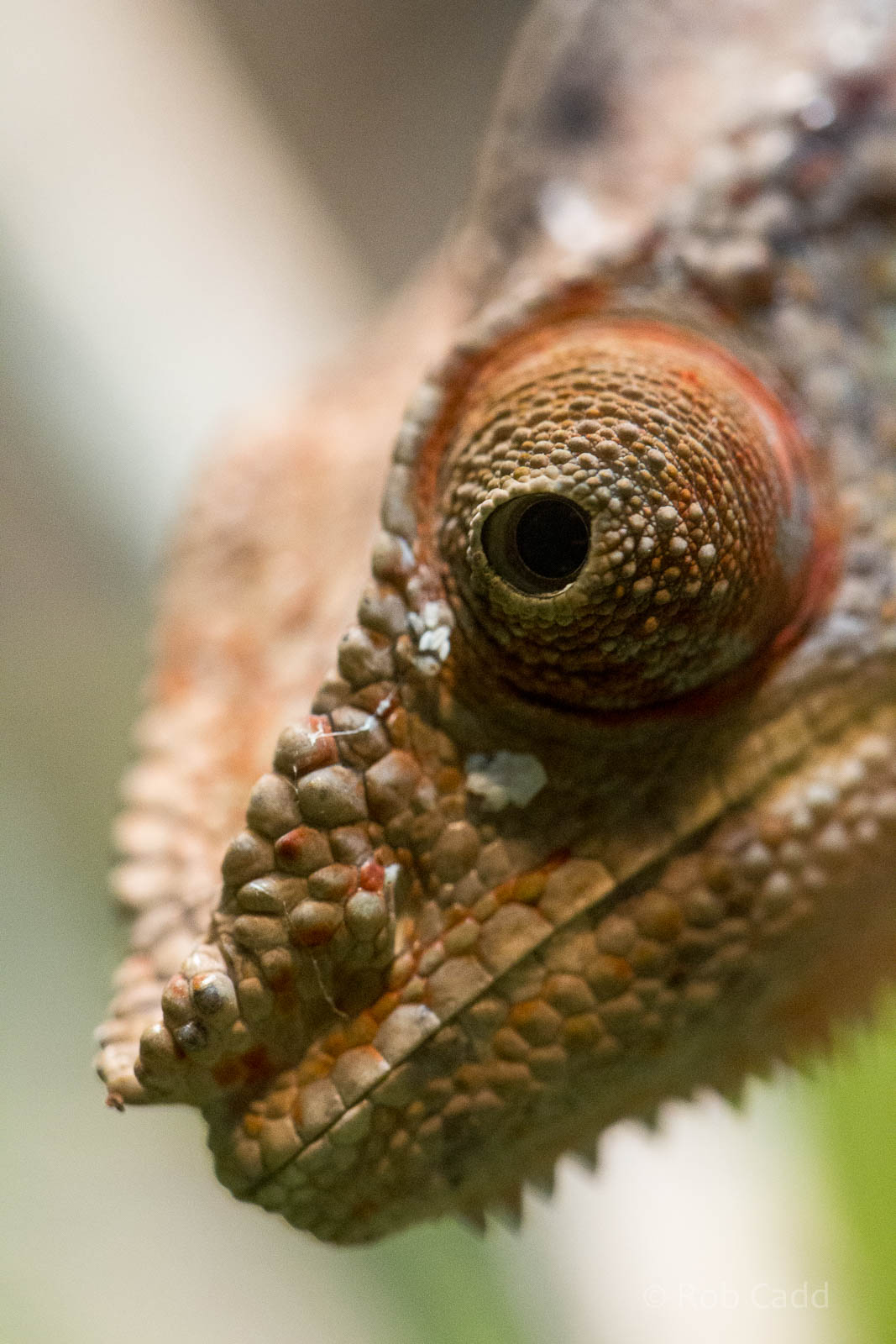 Panther chameleon : Wingham : 13 Oct 2014