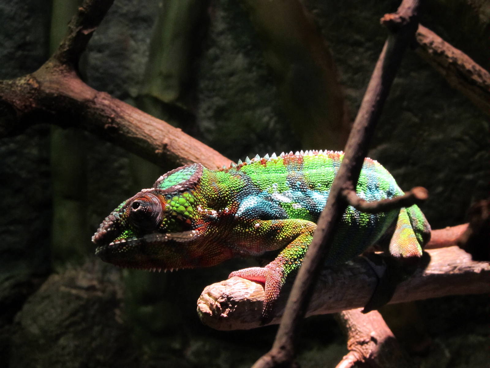 Panther Chameleon