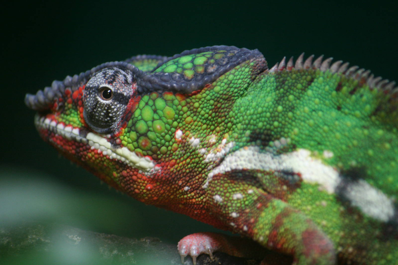 Panther chameleon