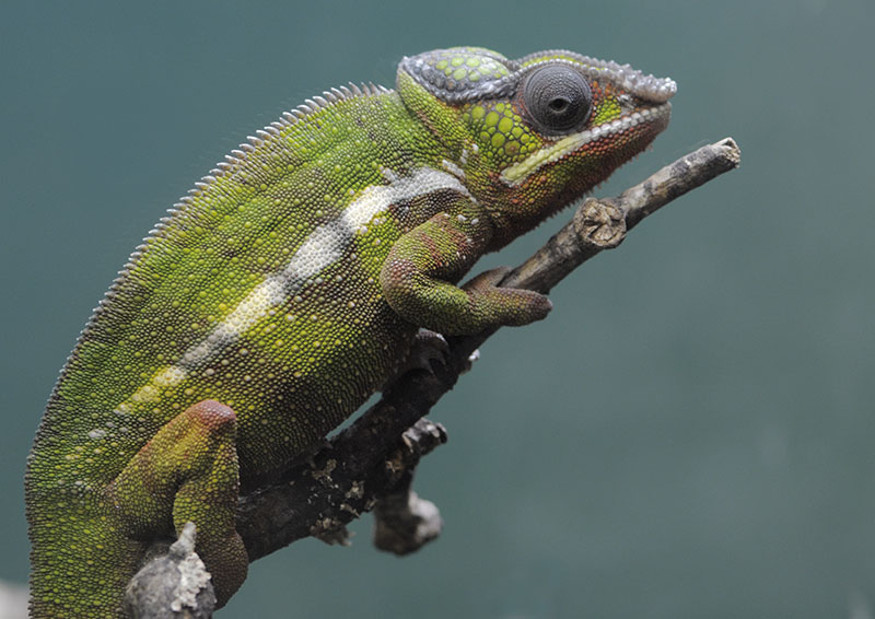 Panther chameleon