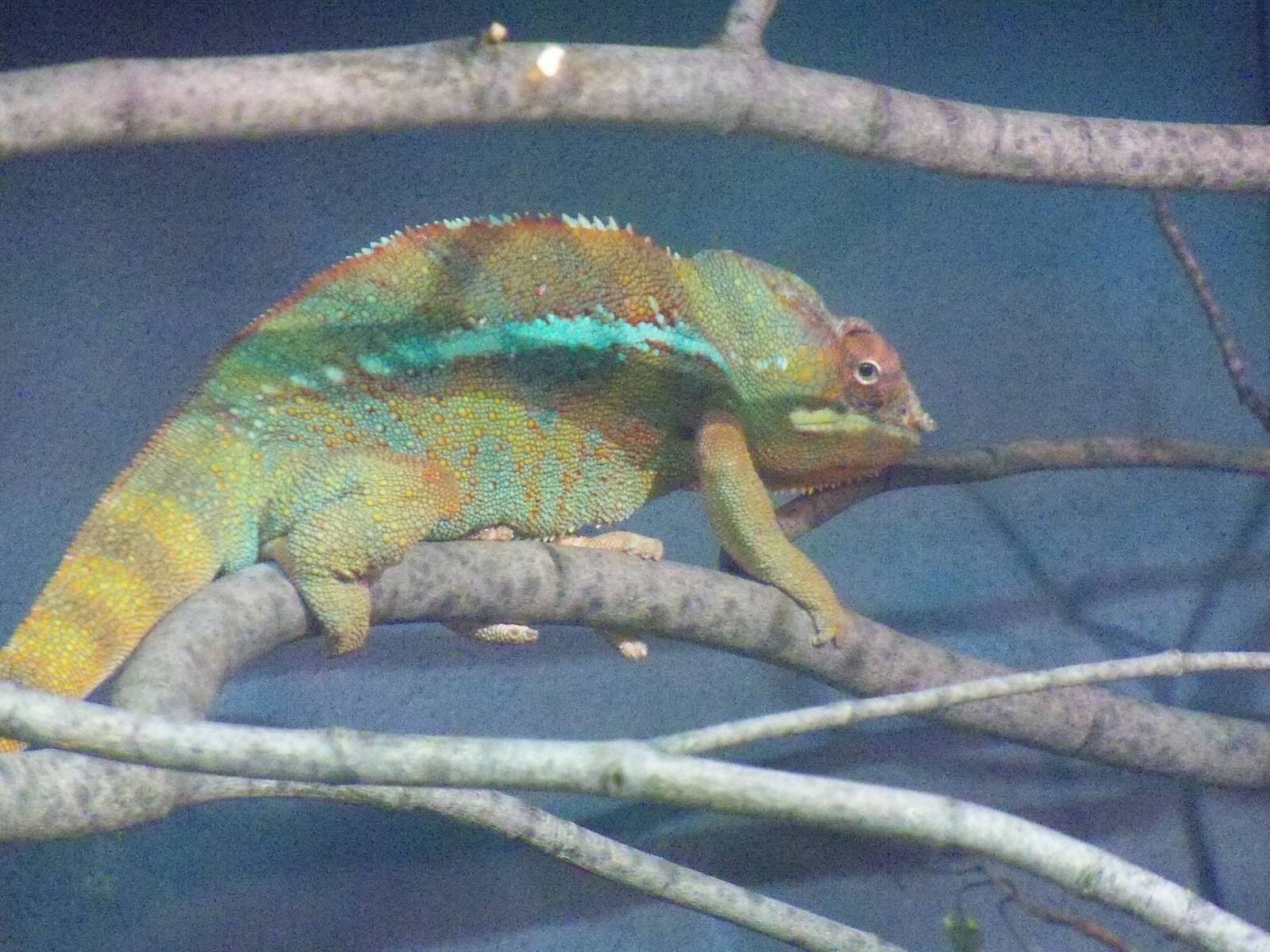 Panther Chameleon