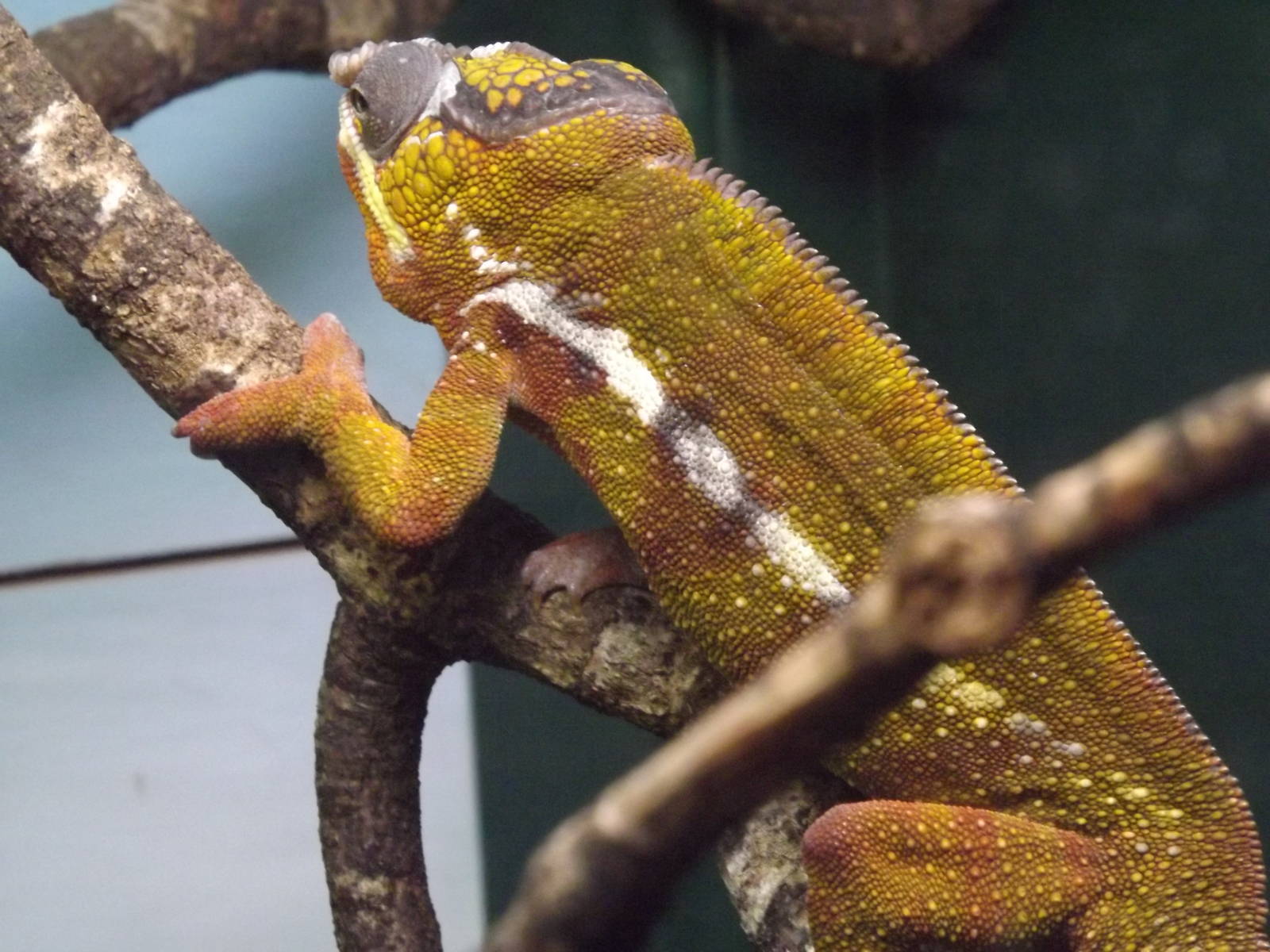 Panther Chameleon