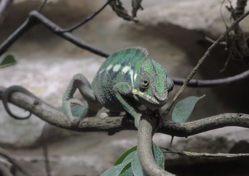 Panther chameleon