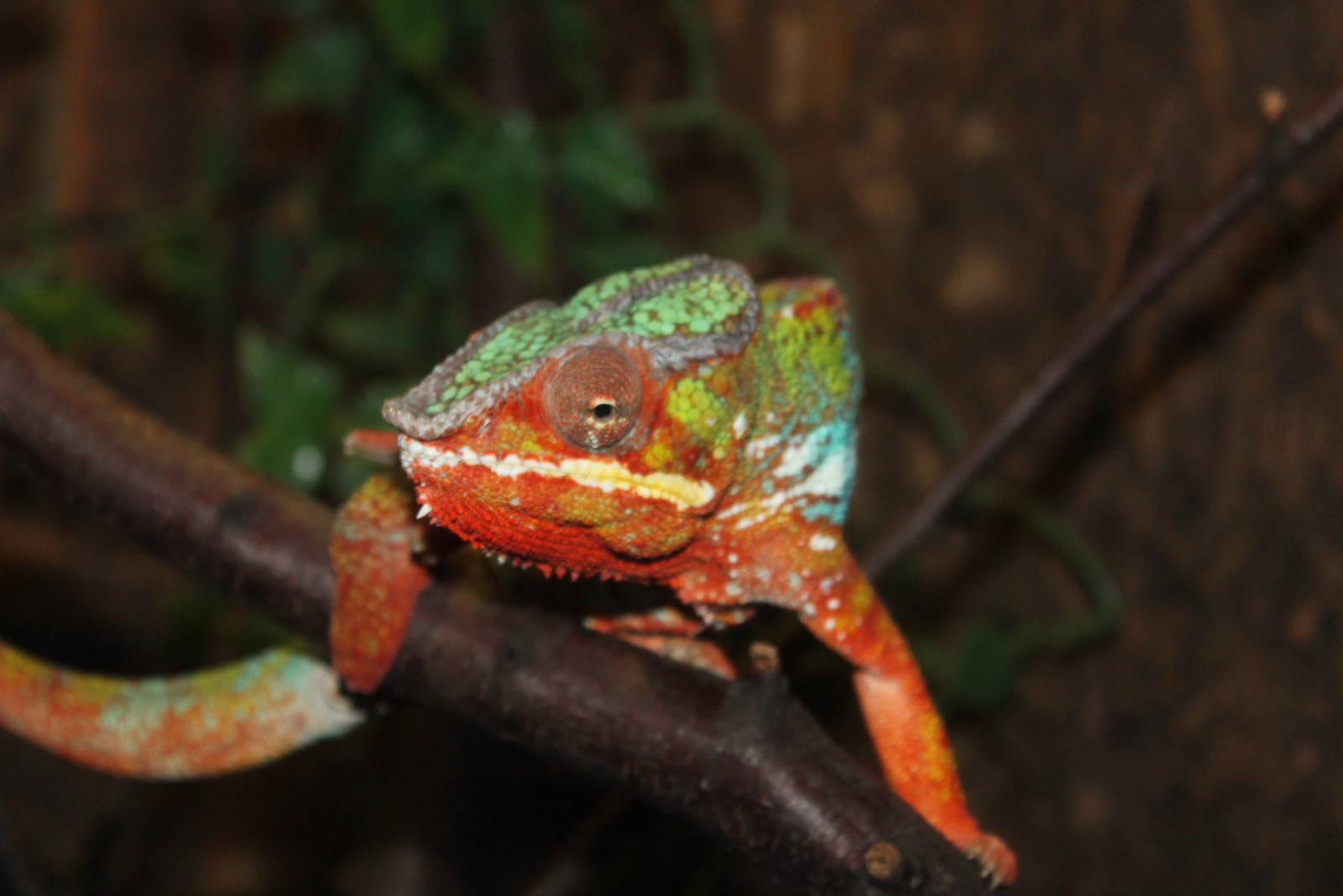 Panther Chameleon