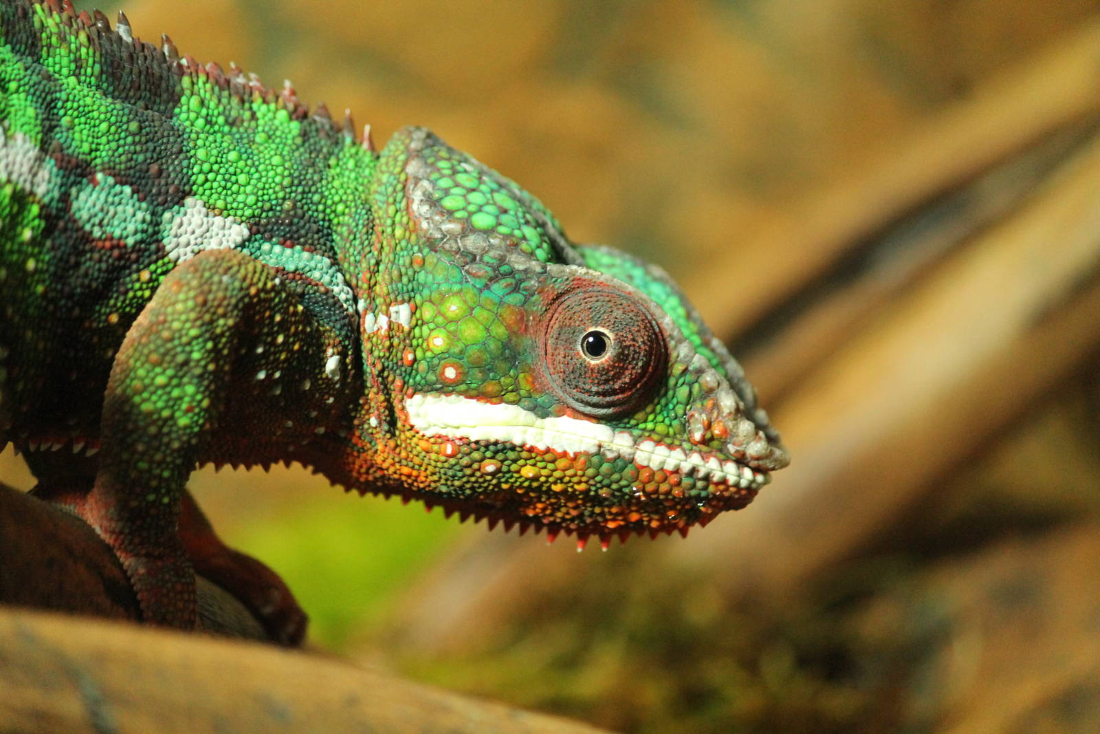 Panther Chameleon