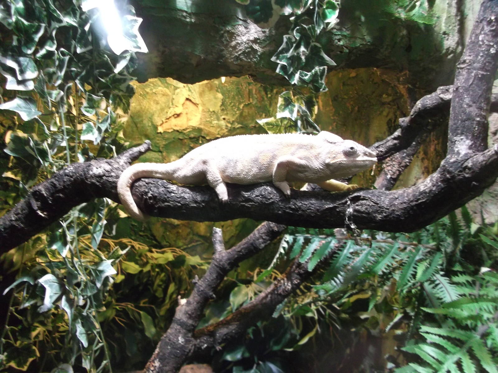 Panther Chameleon