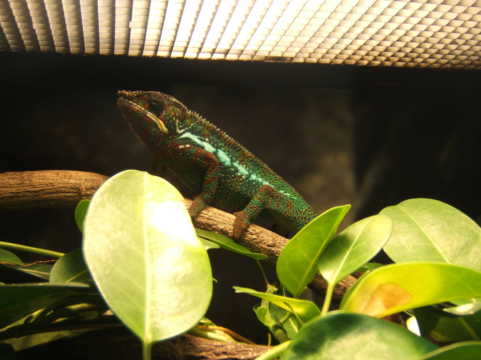 Panther Chameleon