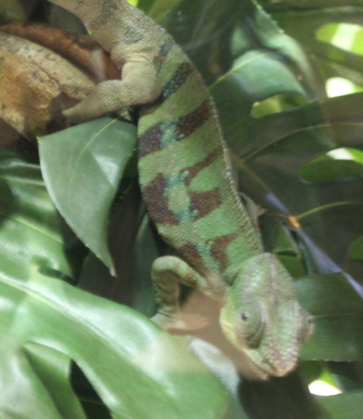 Panther chameleon