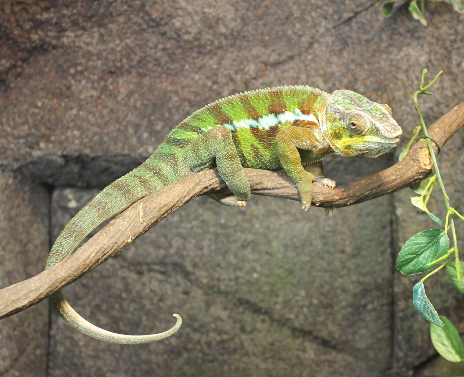 Panther chameleon