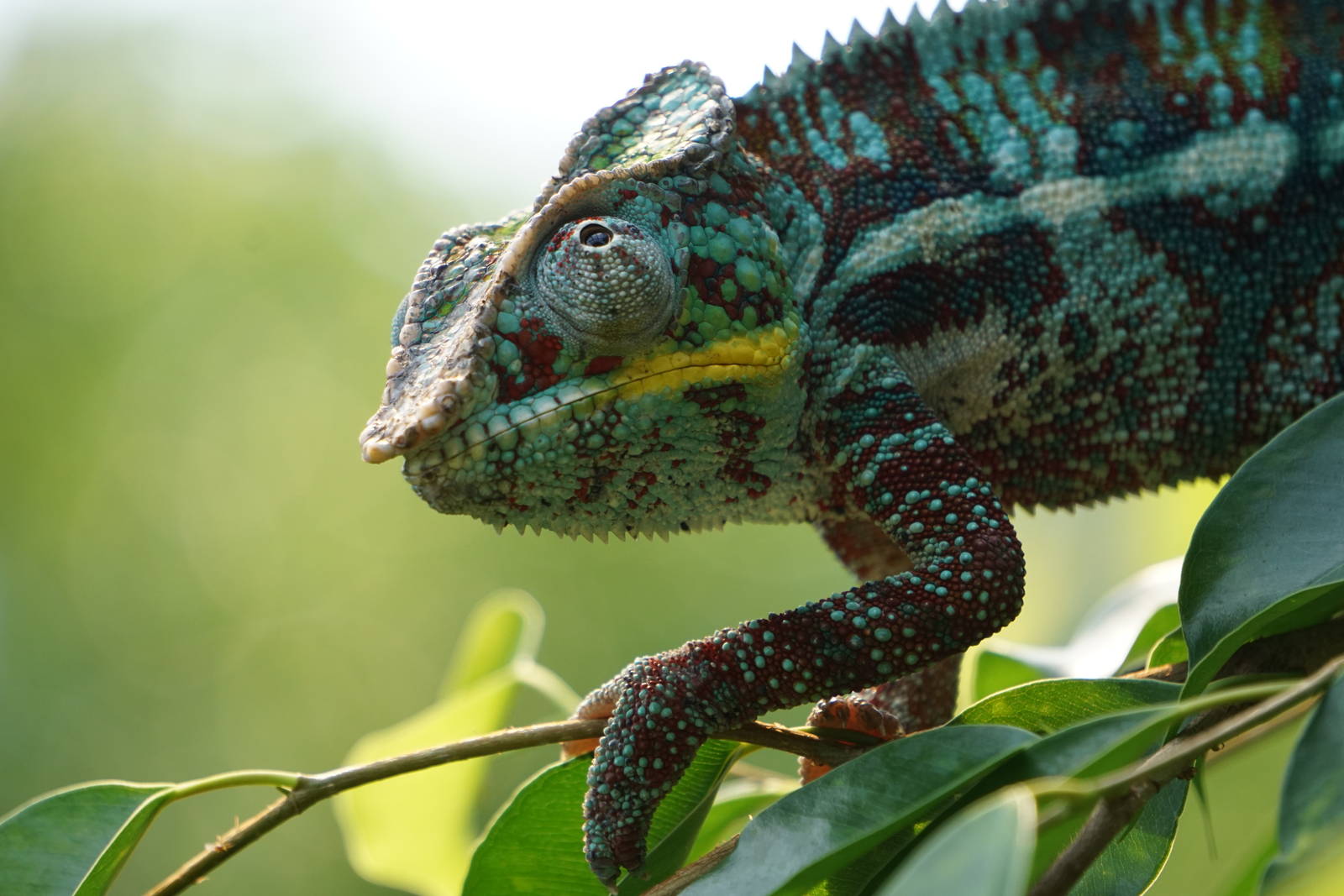 Panther Chameleon