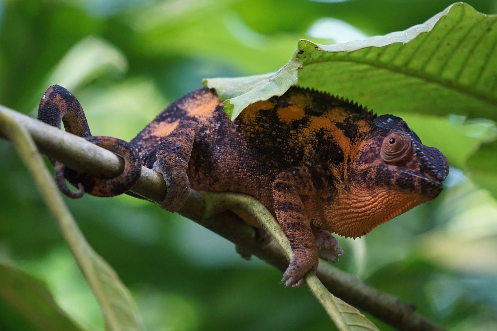 Panther Chameleon