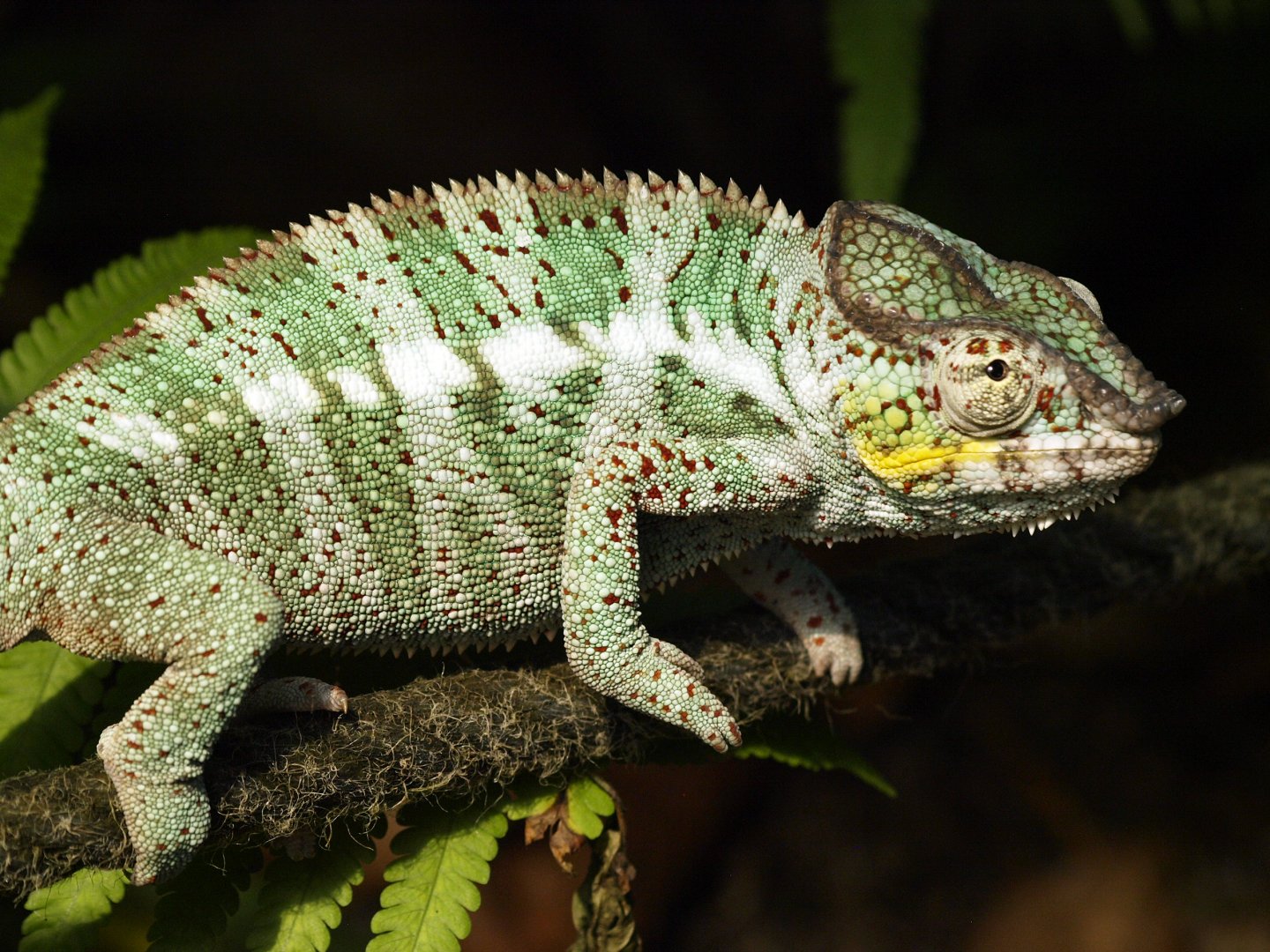Panther chameleon
