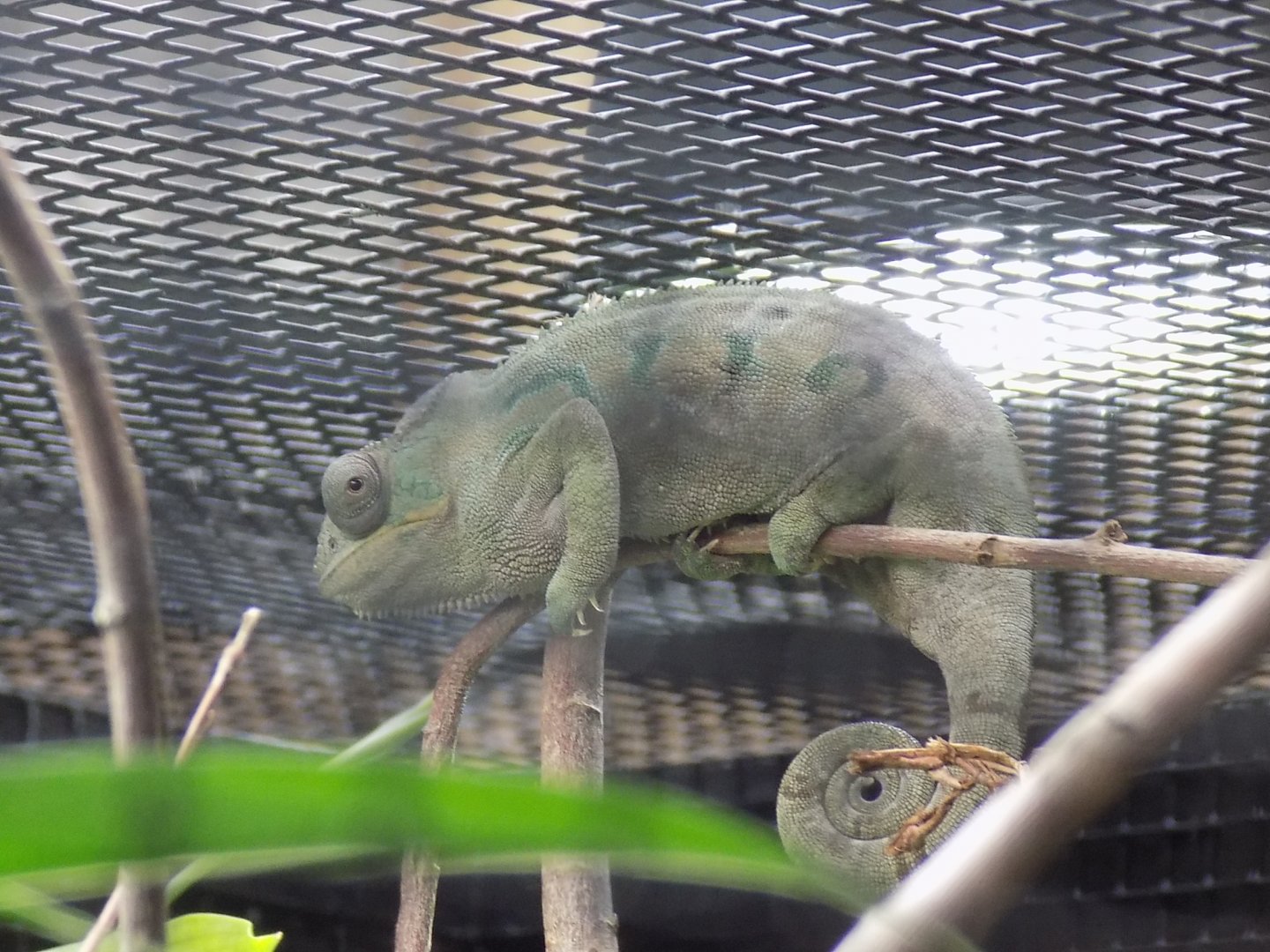 Panther Chameleon