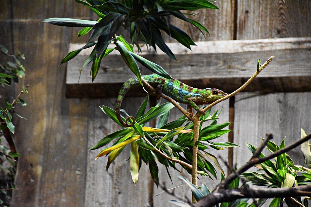 Panther chameleon