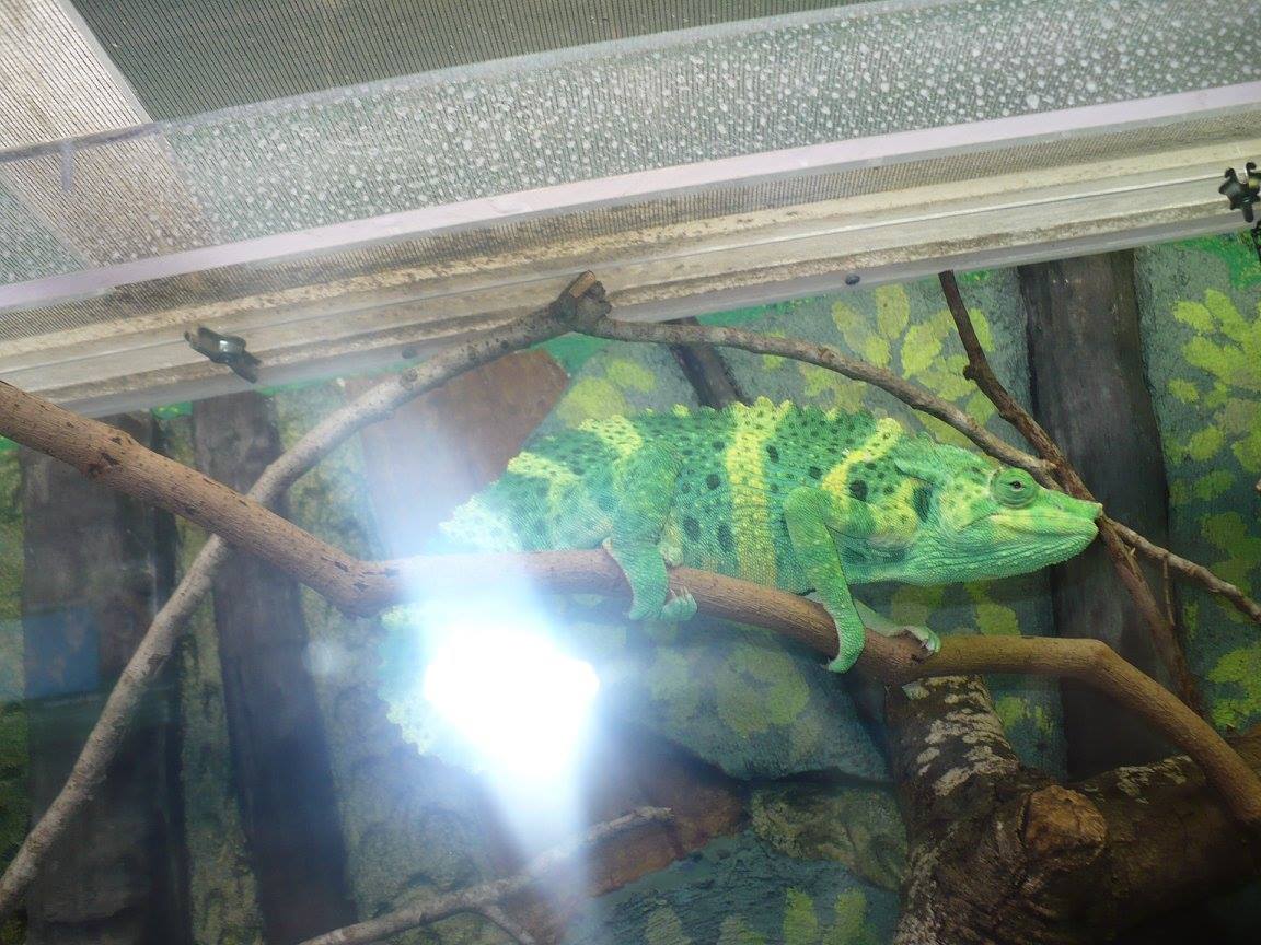 Panther chameleon