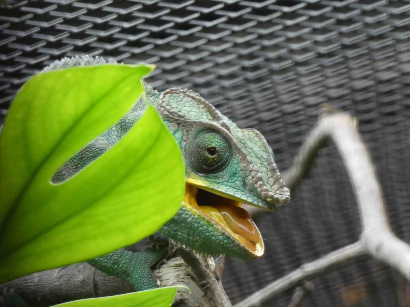 Panther Chameleon