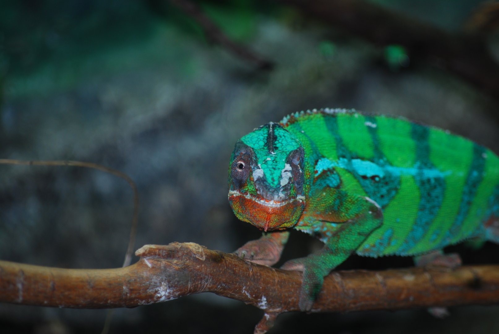 Panther Chameleon