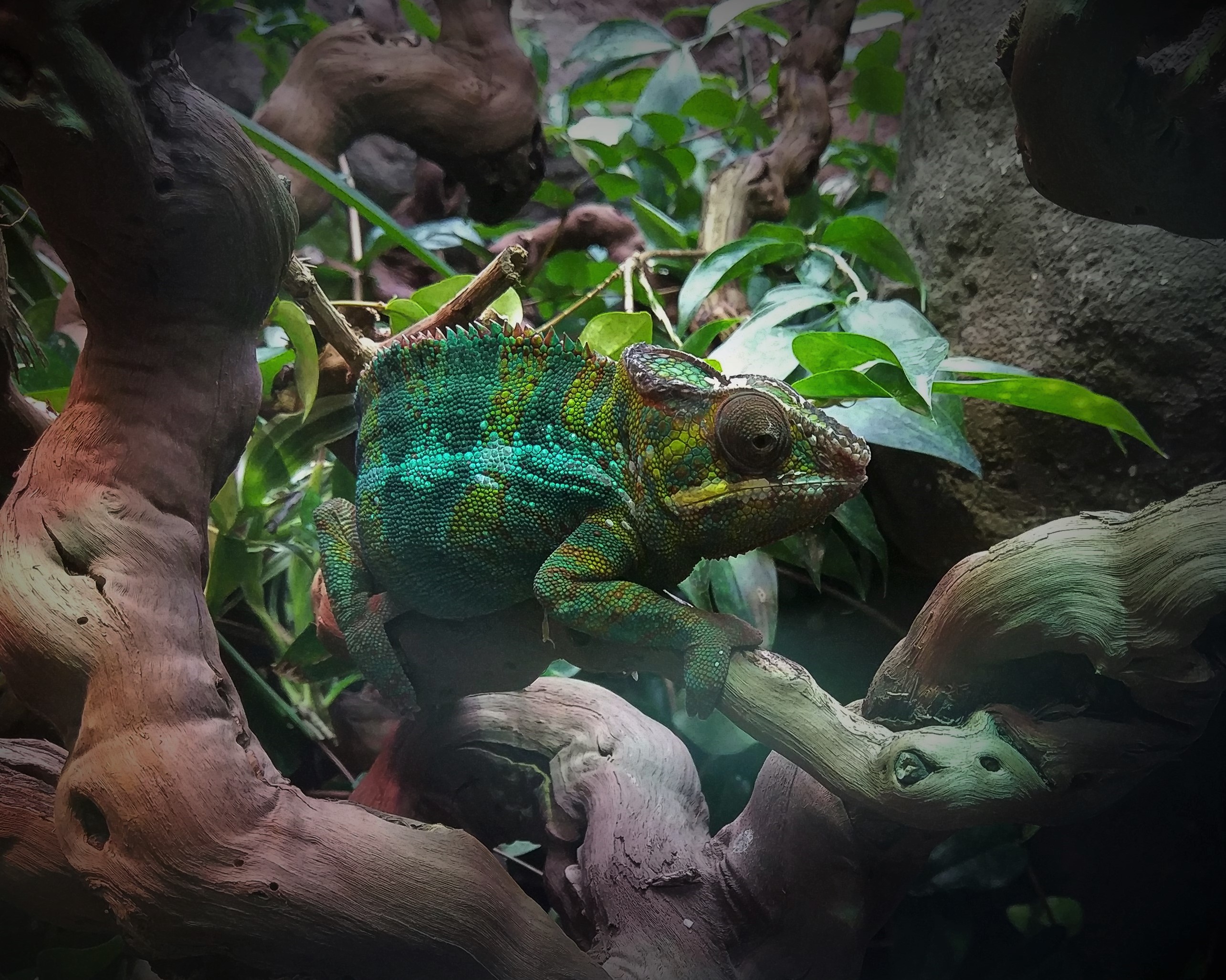 Panther Chameleon