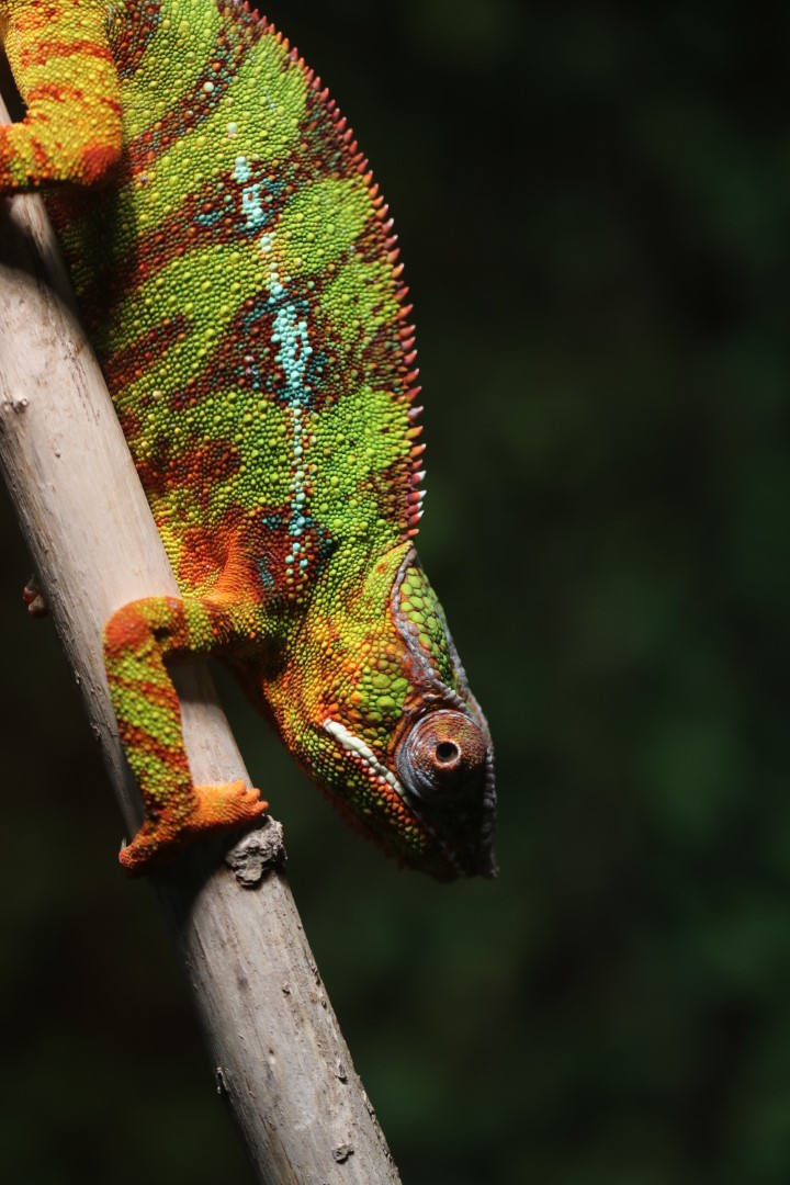 Panther chameleon
