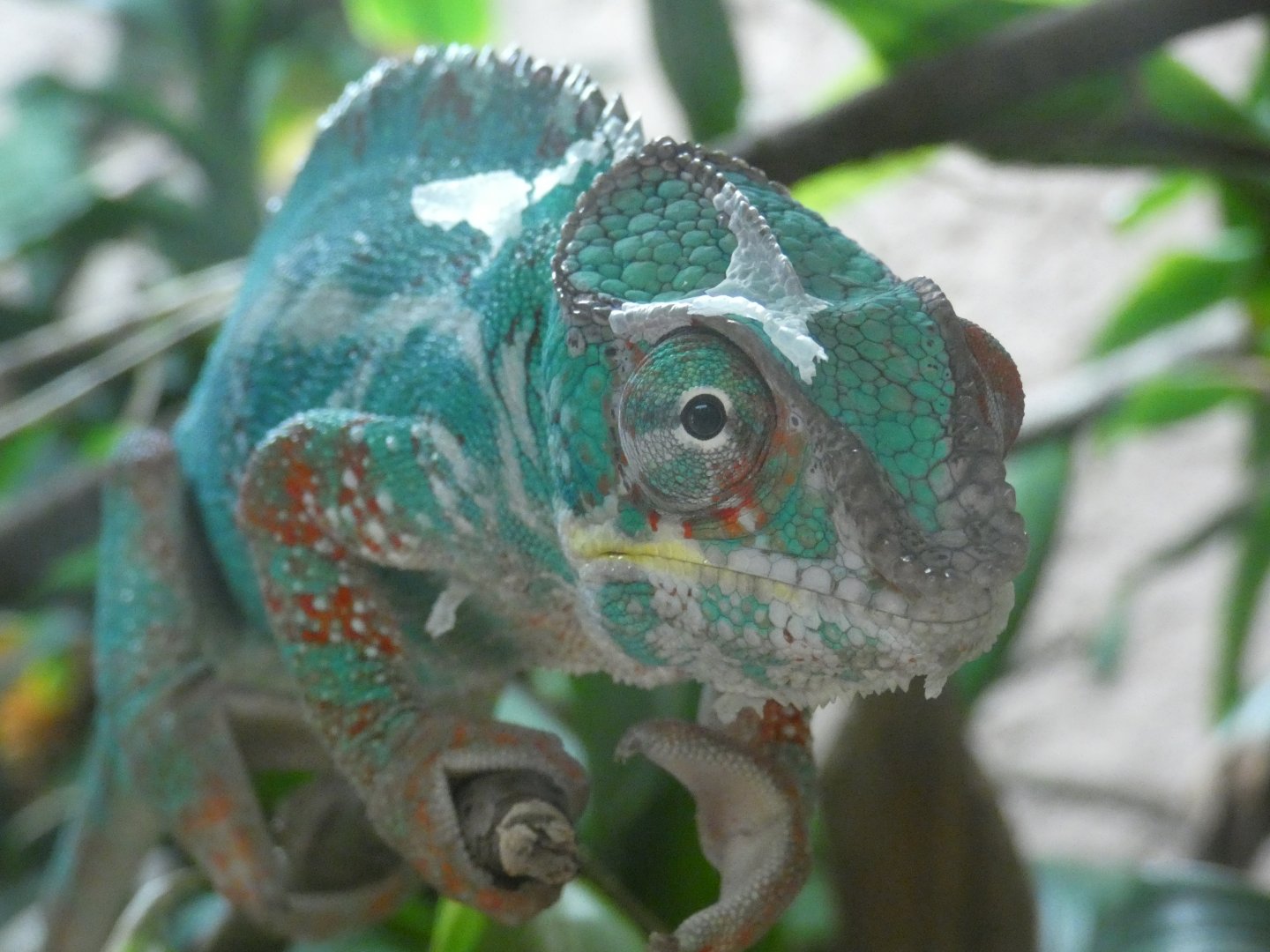 Panther Chameleon